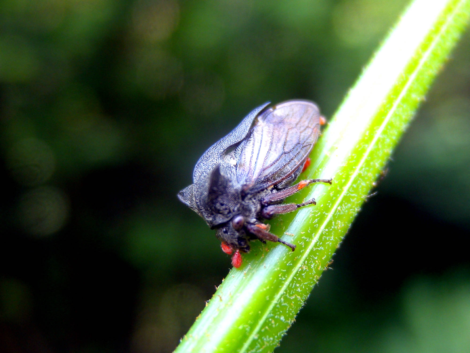 Centrotus ... scuro - Centrotus cornutus